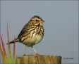 Savannah-Sparrow;Sparrow;Passerculus-sandwichensis;one-animal;close-up;color-ima